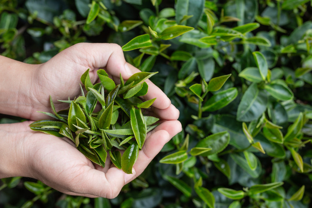 Hand holding green tea leafs
